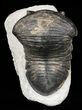 Inflated Wenndorfia Trilobite - Bou Lachrhal, Morocco #56495-3